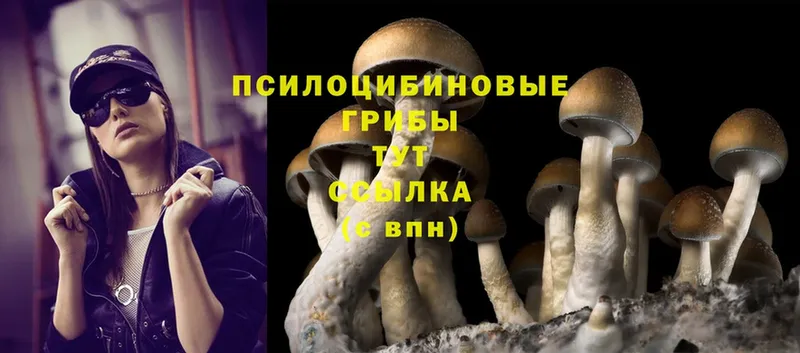 Галлюциногенные грибы Cubensis  Цоци-Юрт 